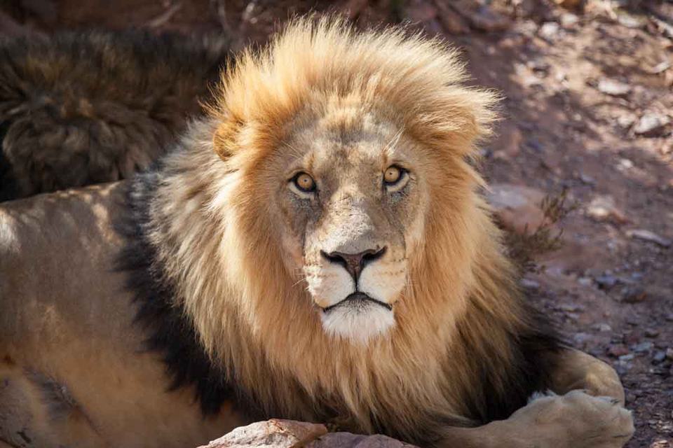 A male lion lying in the shade.