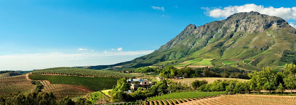 Vineyards below a mountain outside Stellenbosch on a clear day.